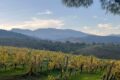 Autunno in Cantina, gran finale tra Sambuca di Sicilia e Marsala: l’IRVO celebra il paesaggio vitivinicolo
